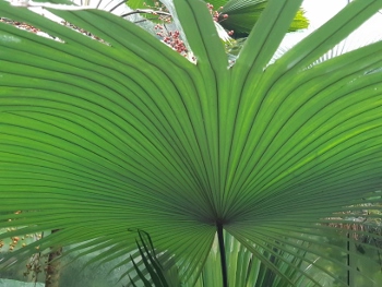 Palmengarten (5) (350x263)