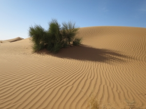 Sahara (27) (300x225)